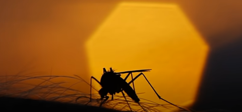 Dengue: এডিস মশা কামড়ালেই কী ডেঙ্গু হবে? ১০টি প্রশ্ন ও উত্তর
